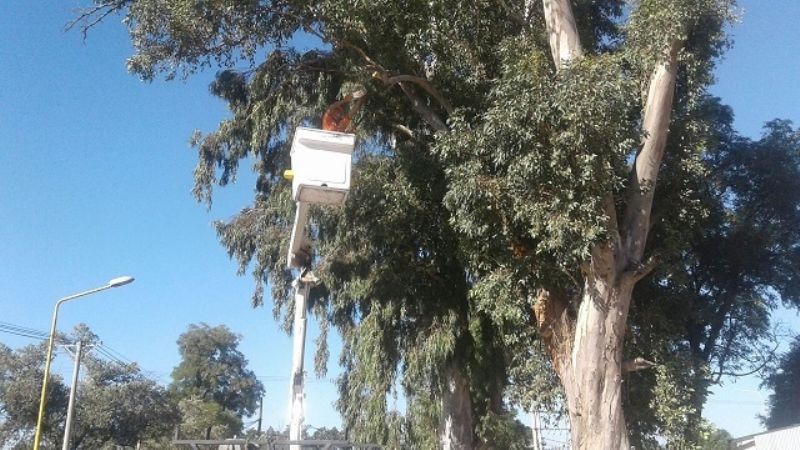 Realizan poda y limpieza en inmediaciones de la Maternidad