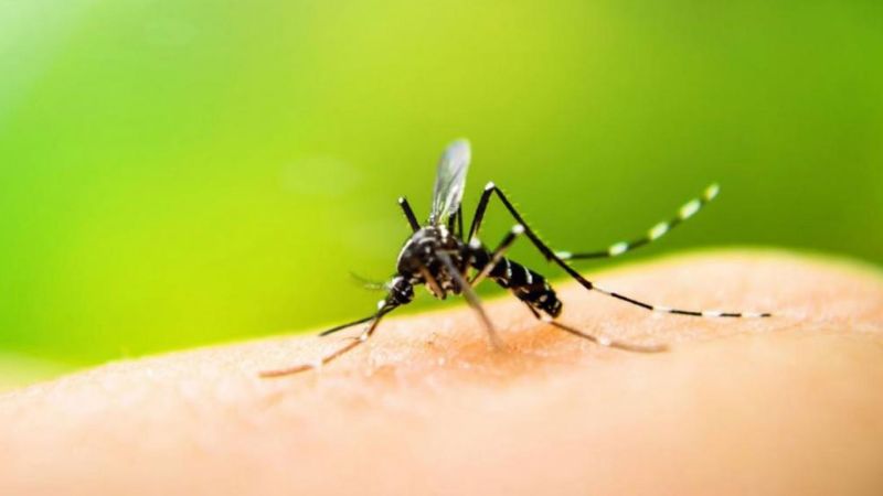 Confirman las primeras dos muertes por fiebre amarilla en Argentina