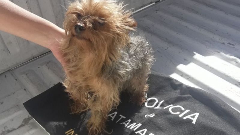 Recuperan costoso perrito que fue robado