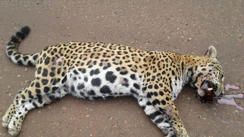 Conductor que atropelló a la yaguareté preñada será multado con $500.000
