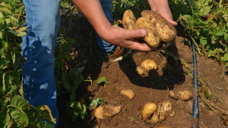 Productores de papa alertan por importaciones desde Brasil