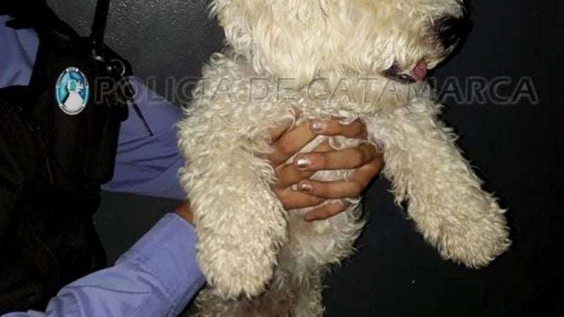 Encuentran un perro de raza deambulando y se busca a sus dueños