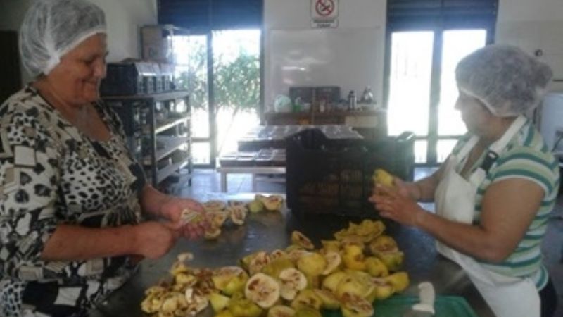 Investigan 11 variedades de membrillo