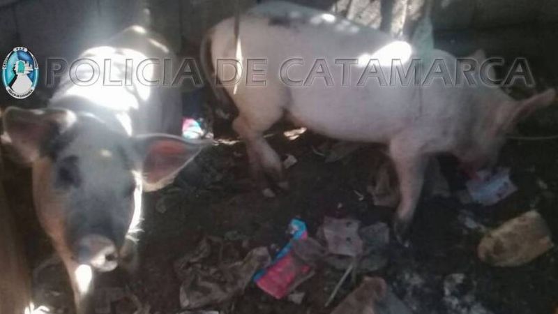 Detenidos por robar dos chanchos