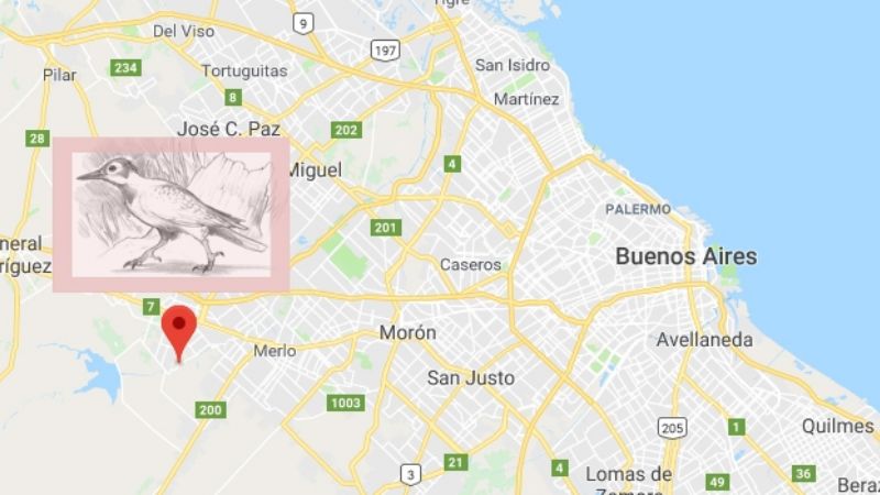 Descubren un pájaro carpintero fósil de 30 mil años