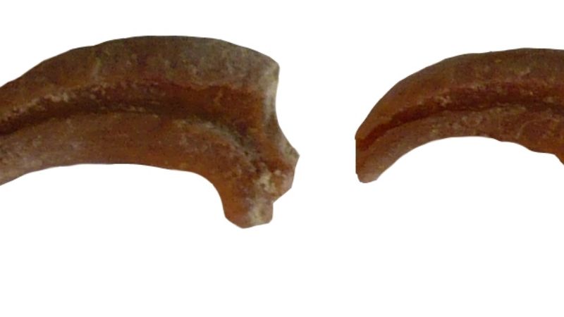 Descubren un pájaro carpintero fósil de 30 mil años