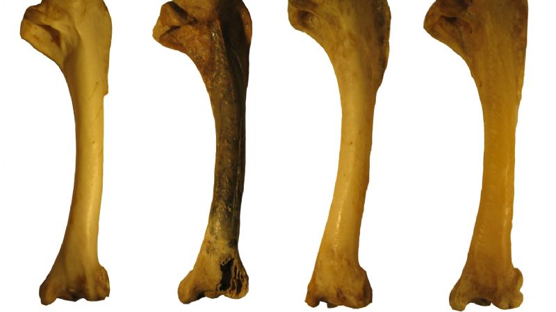Descubren un pájaro carpintero fósil de 30 mil años