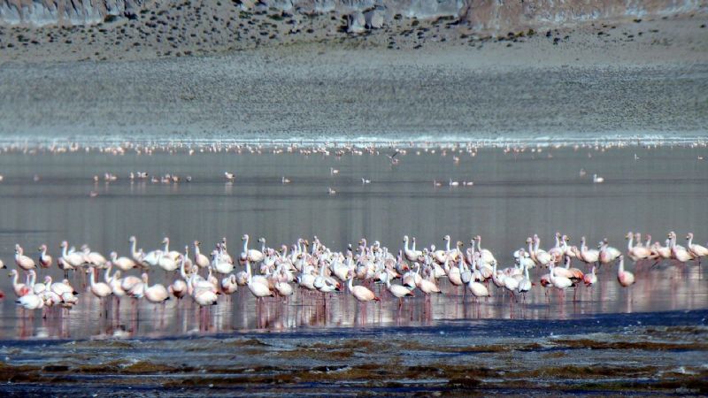 En la Puna, hay más de 19 mil flamencos de distintas especies