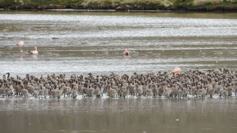 En la Puna, hay más de 19 mil flamencos de distintas especies