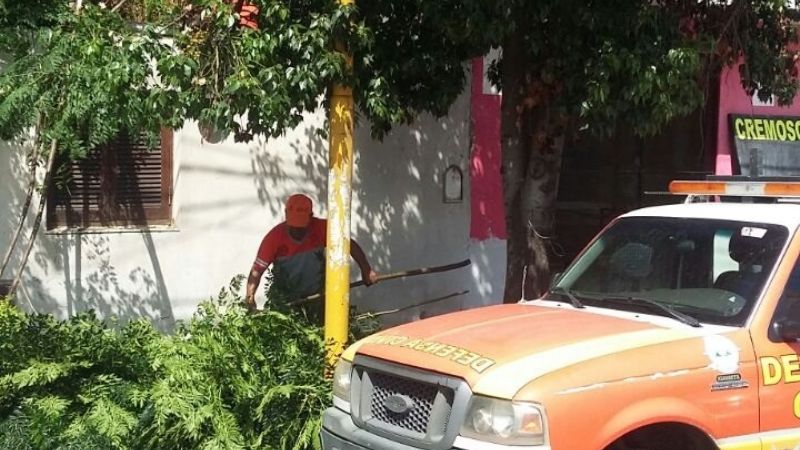 Se cayó un árbol sobre una casa