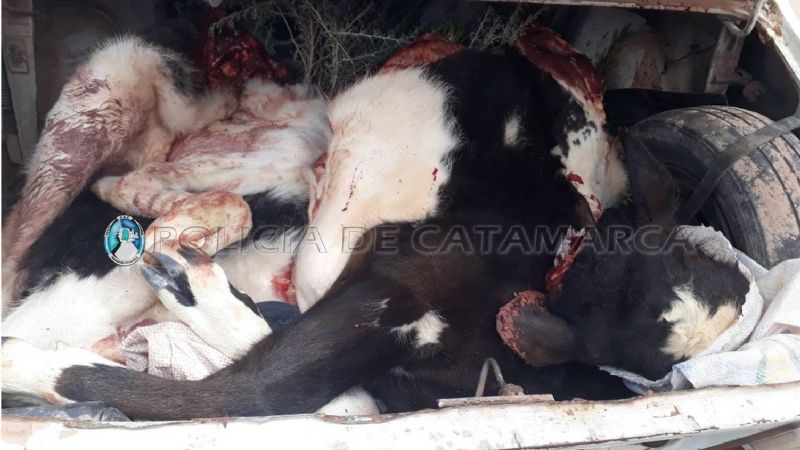 Tres jóvenes mataron animales y los llevaban en el baúl