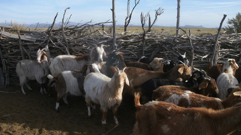 Ganaderos se asocian para mejorar la producción caprina