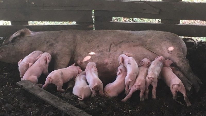 Relevamiento de producción porcina