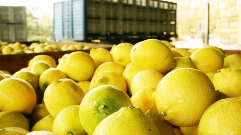 Comenzó la cosecha de limones para exportar a EE.UU