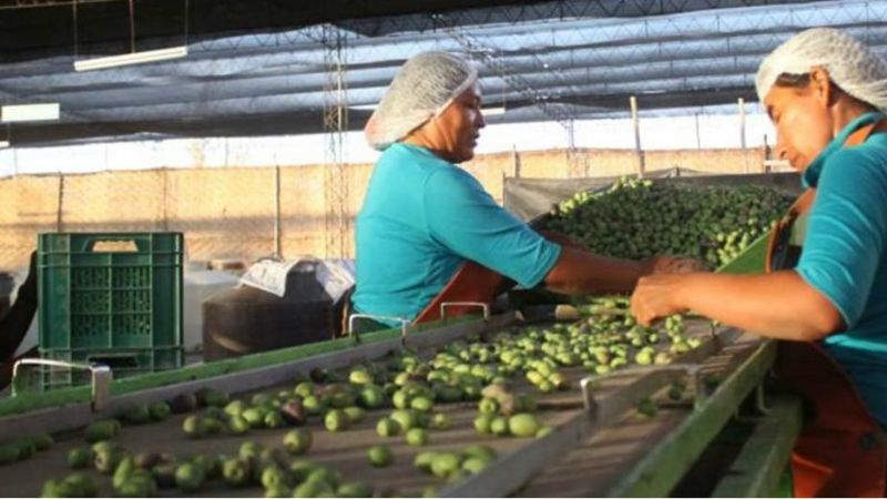Piquete de olivícolas en Pomán