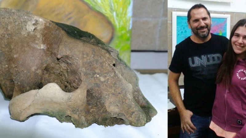 Hallan un cráneo de tigre dientes de sable