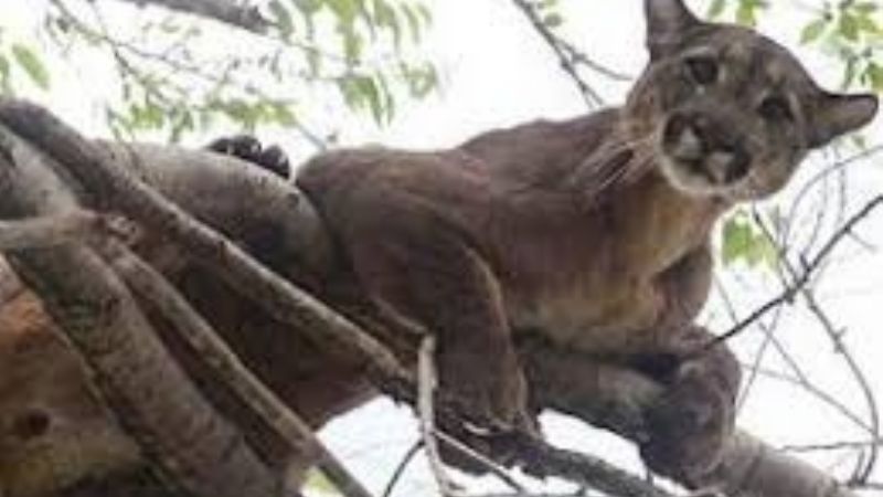 Vecinos atemorizados por la presencia de un puma