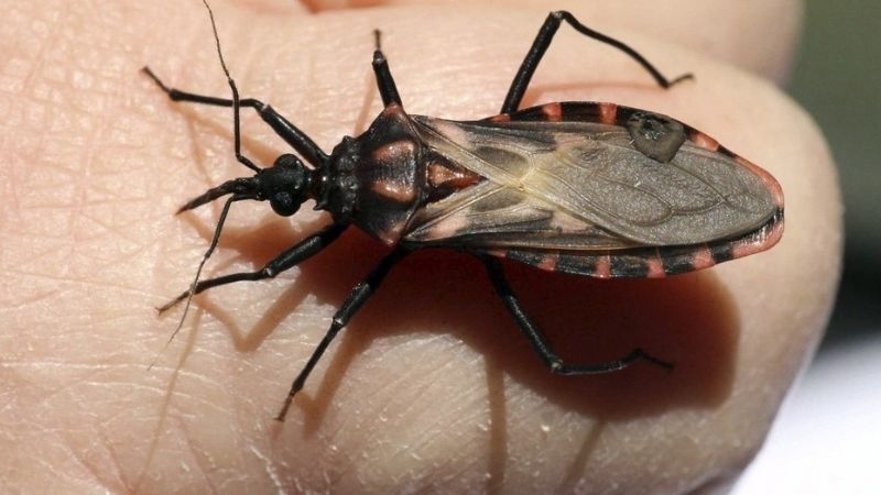 Aprueban un medicamento para tratar el Chagas