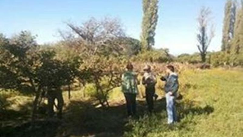 Tomaron muestras de membrillos para análisis