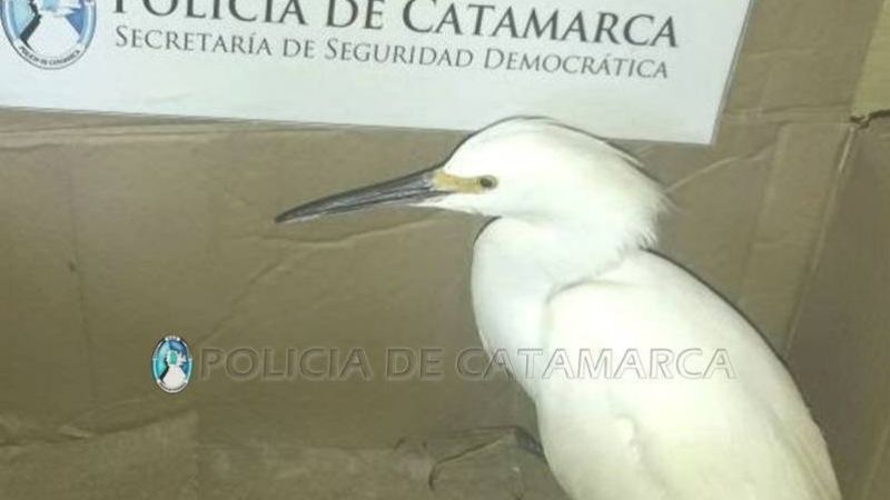Policías rescatan una garza real