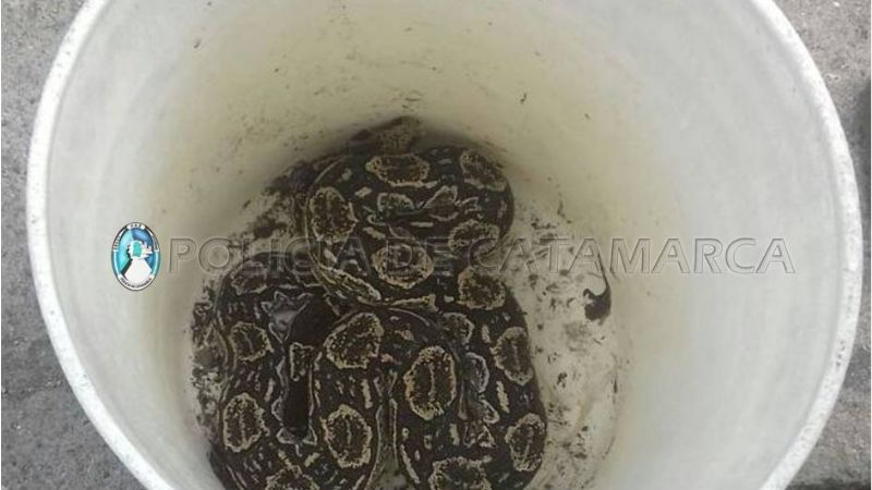 Capturan una lampalagua en Aguas de Catamarca