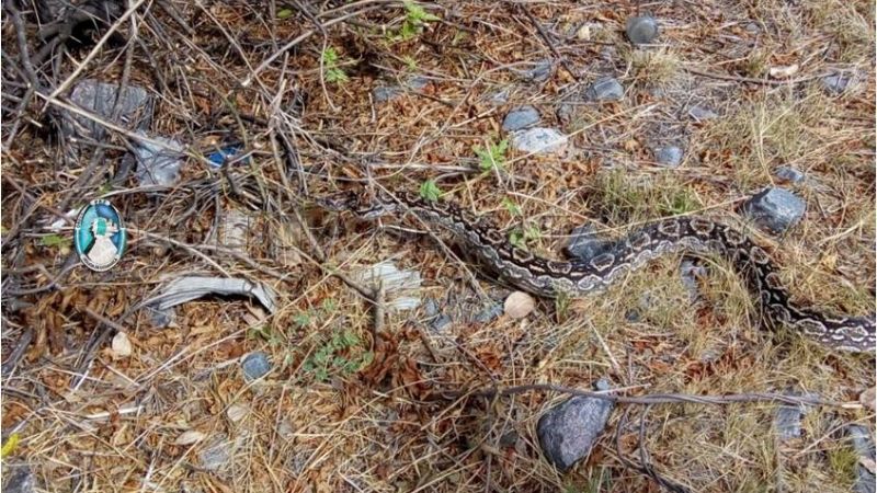 Capturan una lampalagua en Aguas de Catamarca