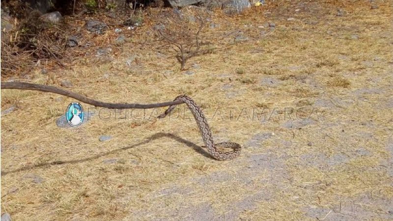 Capturan una lampalagua en Aguas de Catamarca