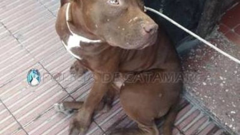 Buscan a los dueños de un Pitbull en Fray Mamerto Esquiú
