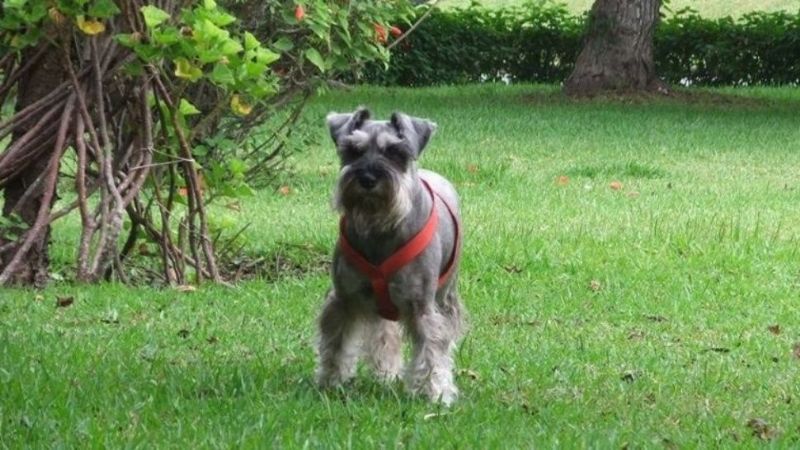 Familia perdió a su perro y ofrece un viaje al Mundial de recompensa