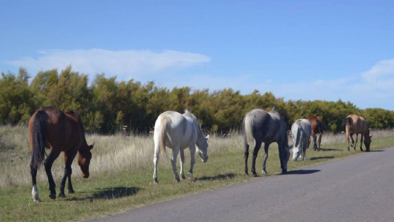 Secuestran animales sueltos en La Paz