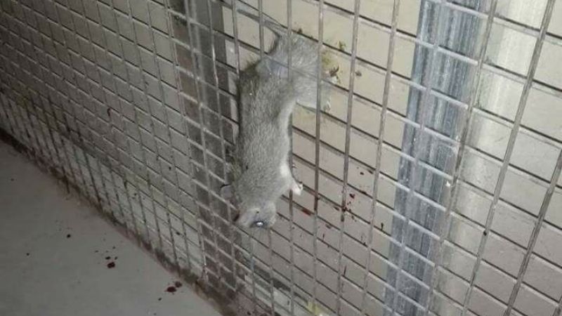 CAPE: denuncian que trabajadores conviven con ratas