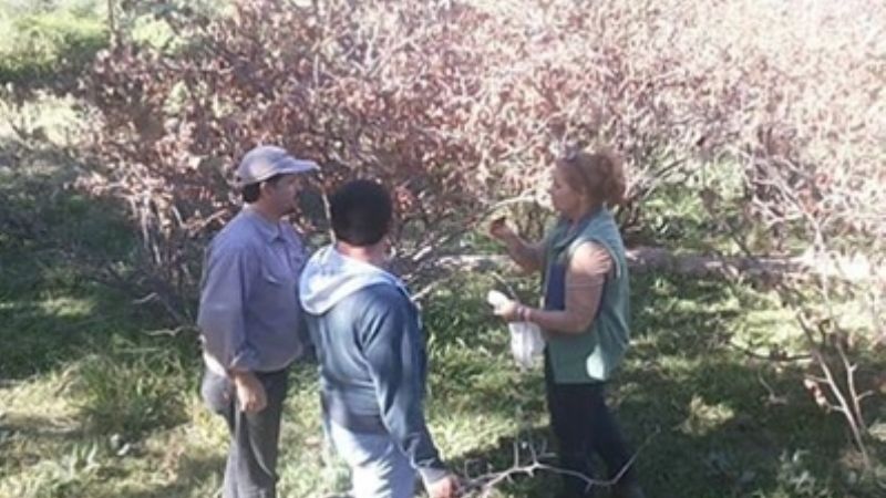 Pérdidas por el mal mantenimiento de fincas de Choya