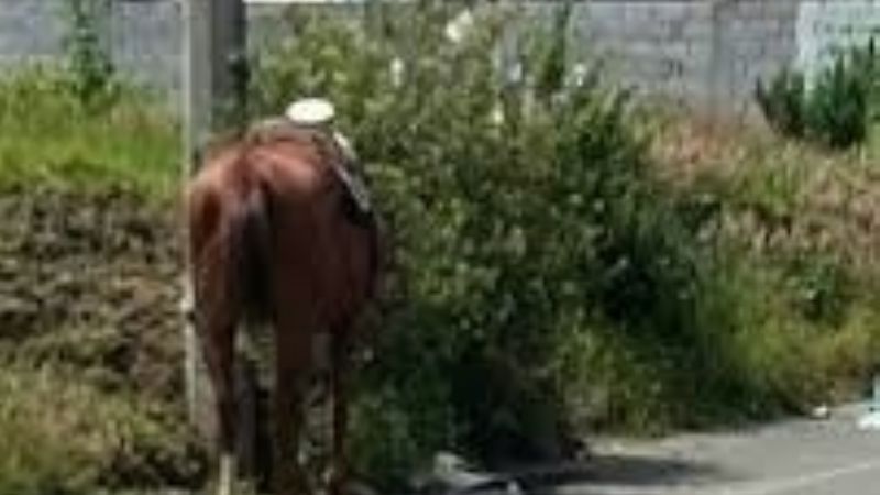 Una mujer se cayó de un caballo en Valle Viejo
