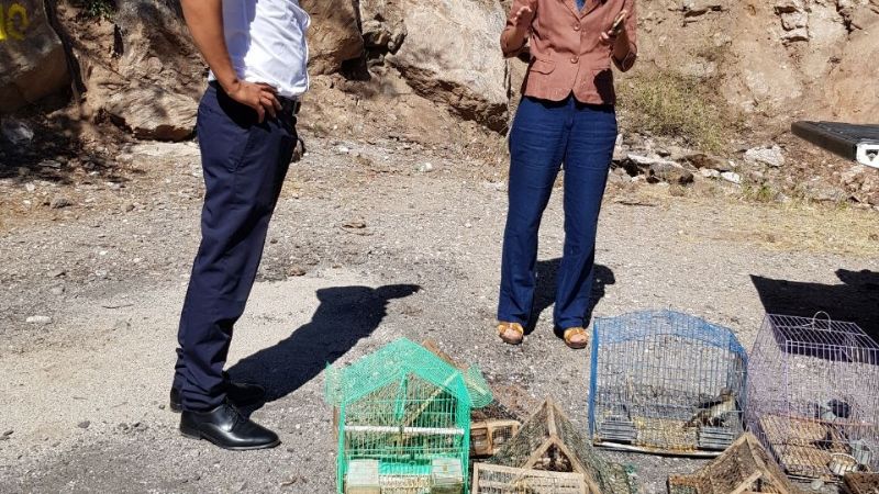 Secuestraron y liberaron 17 aves silvestres