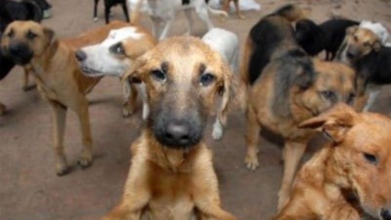 29 de abril: ¿Por qué en Argentina se celebra el Día del Animal?