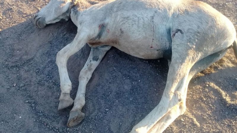 Chocó con animal en la ruta 157