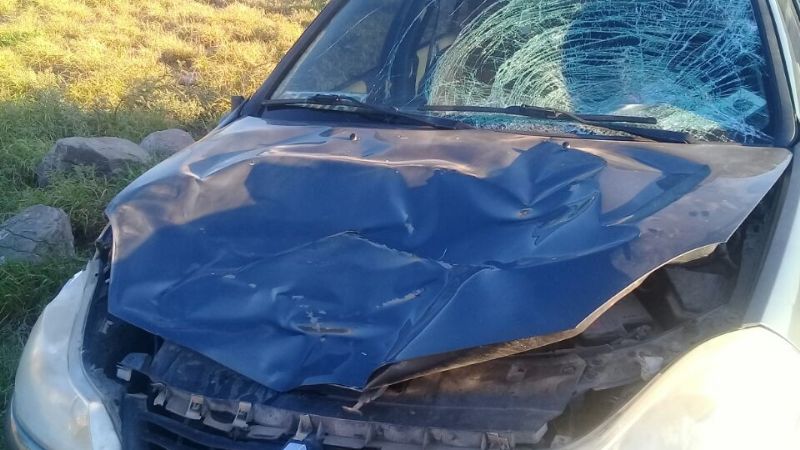 Chocó con animal en la ruta 157