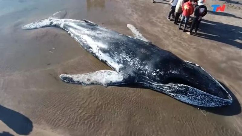 Murió la ballena encallada en Mar del Plata