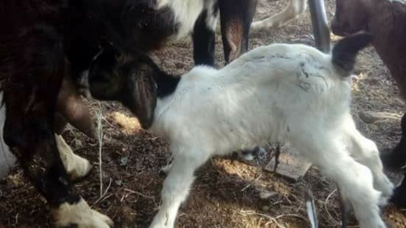 Agronomía de Zona: mejoramiento de raza caprina