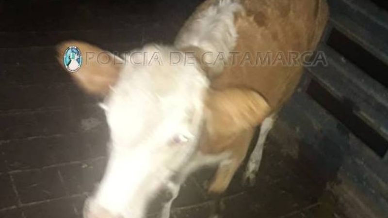 Secuestran un animal suelto en Valle Viejo