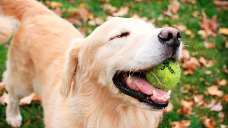 Se cae un mito: un año humano no son siete años perrunos