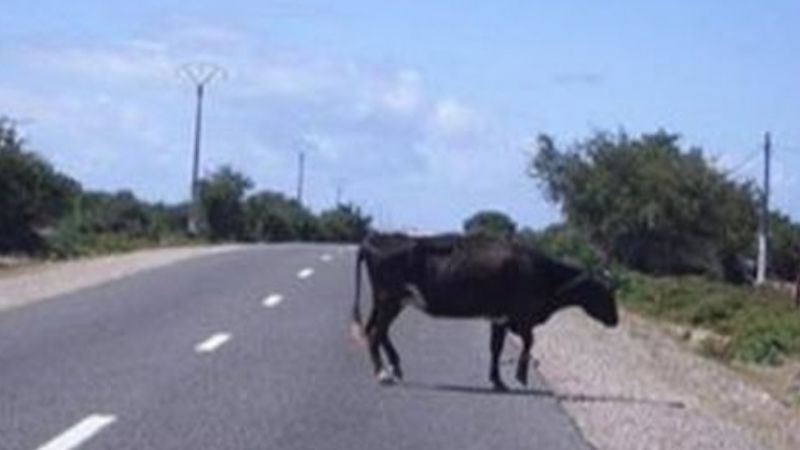 Chocó contra un animal en la ruta 38, en La Merced