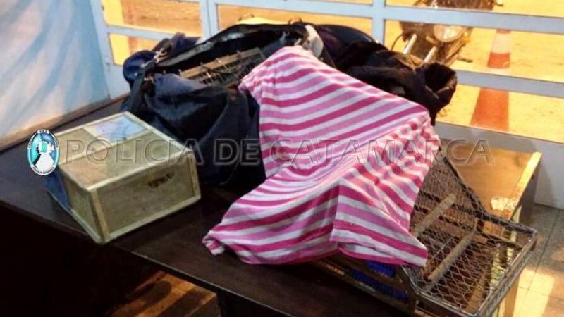 Secuestran aves canoras, un amansador y dos tramperas