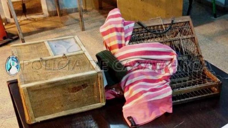 Secuestran aves canoras, un amansador y dos tramperas