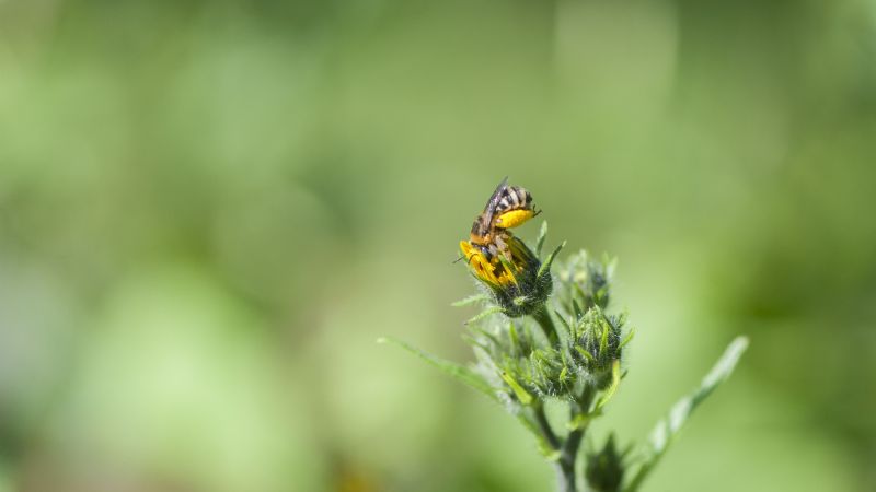 Proyecto de ley que busca reducir el impacto del monocultivo