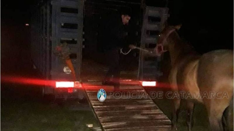 Secuestran un animal suelto en Capayán