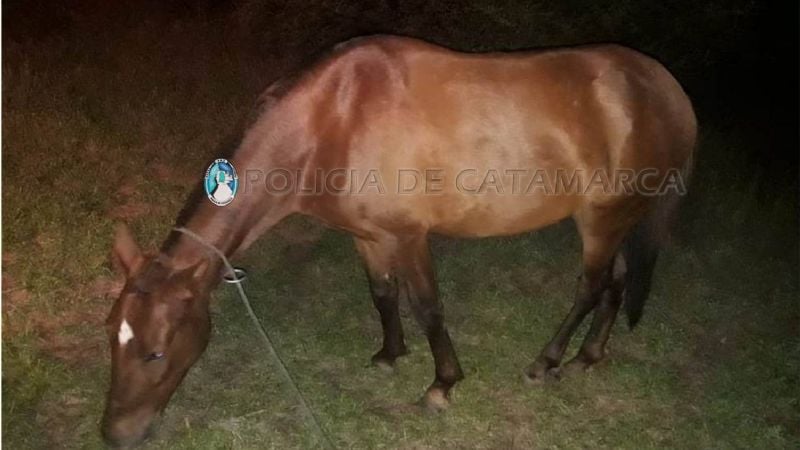 Secuestran un animal suelto en Capayán