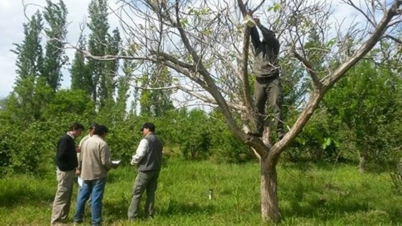 Buscan determinar las enfermedades que afectaron a fincas