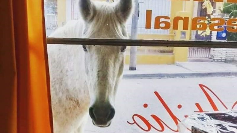“Bizcochito”, la yegua que “pide pan” en los negocios