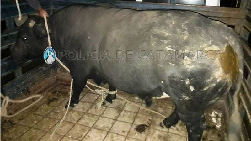 Secuestran un animal suelto en Valle Viejo